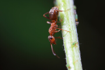 Ants in the wild, North China