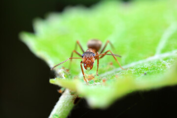 Ants in the wild, North China