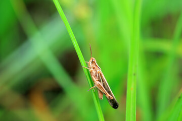 Locusts perch on weeds in North China