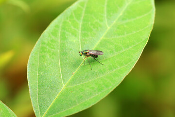 Gadfly on wild plants, North China