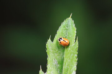 Fototapeta premium Ladybugs on wild plants, North China
