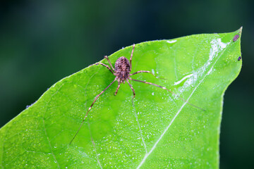 Spiders in the wild, North China