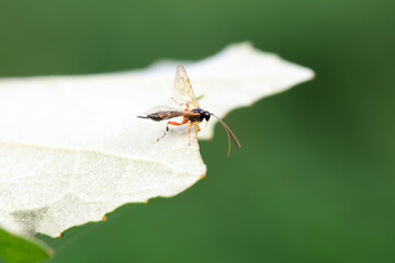 Bee insects in the wild, North China