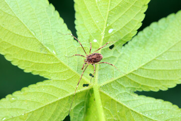 Spiders in the wild, North China