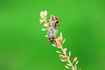 Hemiptera bugs in the wild, North China