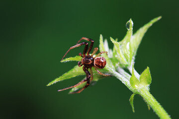Spiders in the wild, North China