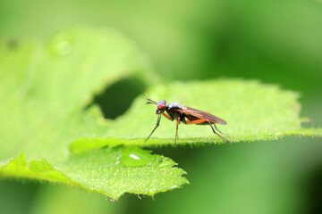 Flies on wild plants, North China