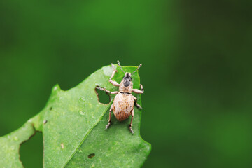 Weevil on wild plants, North China