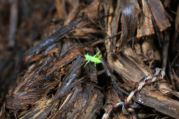 Katydid nymphs in the wild, North China