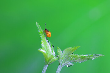 Hemiptera bugs in the wild, North China