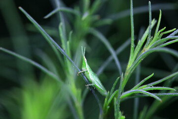 Atractomorpha sinensis in the wild, North China