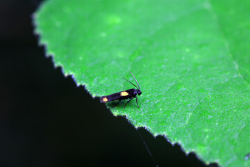 Lepidoptera insects in the wild, North China