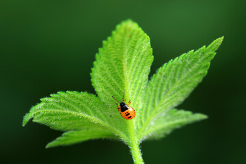 Hemiptera bugs in the wild, North China