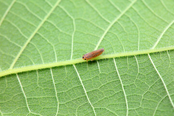 Leaf cicada on wild plants, North China