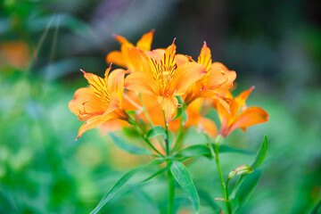 orange tiger lily