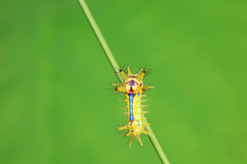 Lepidoptera larvae in the wild, North China