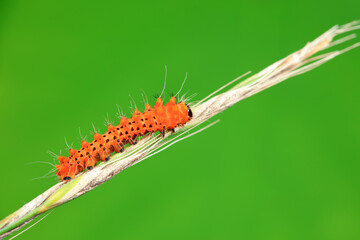 Lepidoptera larvae in the wild, North China