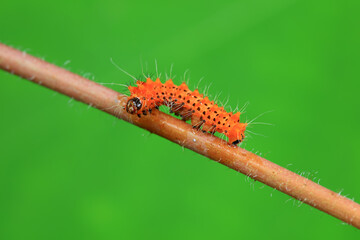 Lepidoptera larvae in the wild, North China