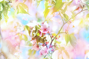 Spring blossom, springtime pink flowers bloom, pastel and soft floral card, selective focus, shallow DOF, toned