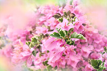 Summer blossoming delicate Bougainvillea, blooming tropical flowers soft festive background, selective focus, toned	