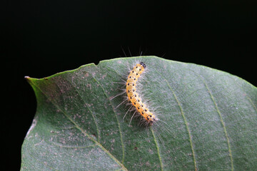Lepidoptera larvae in the wild, North China