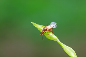 Ants in the wild, North China