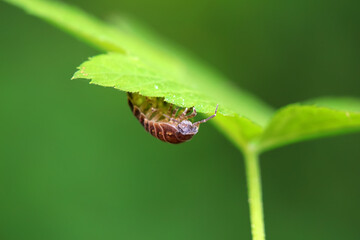 Rat woman in the wild, North China