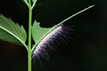 Lepidoptera larvae in the wild, North China