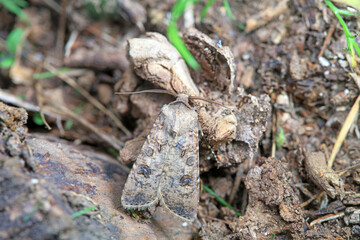 Lepidoptera insects in the wild, North China