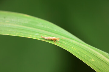 mosquito insect in the wild, North China