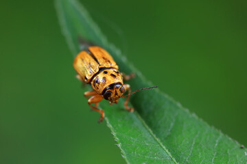 Leaf beetle on wild plants, North China