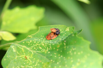 Hispidae family insect crawl on plants, North China