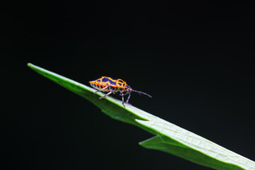 Hemiptera bugs in the wild, North China