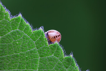Hemiptera bugs in the wild, North China