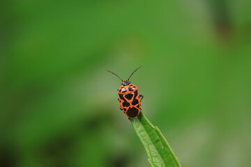 Hemiptera bugs in the wild, North China