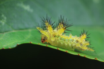 Lepidoptera larvae in the wild, North China