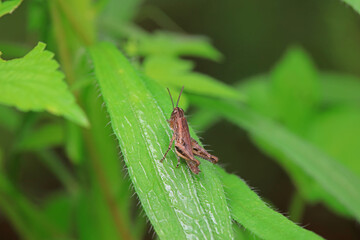 Locusts perch on weeds in North China