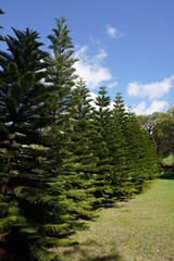 pine tree in the forest