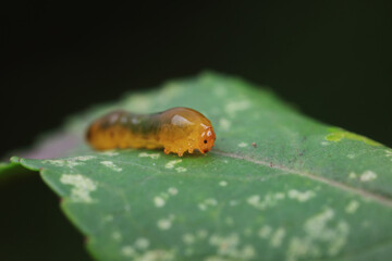 Leaf bee larvae on wild plants, North China