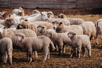 Flock of sheep in an open stall in the farm