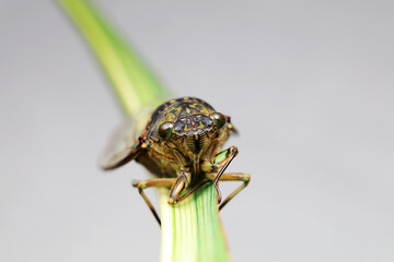 Leaf cicada on wild plants, North China