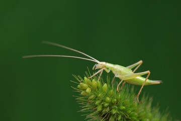 Tree cricket on wild plants, North China