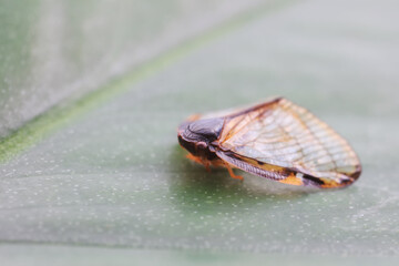 Hemiptera wax Cicadellidae insects on wild plants, North China