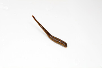 Leeches on a white background