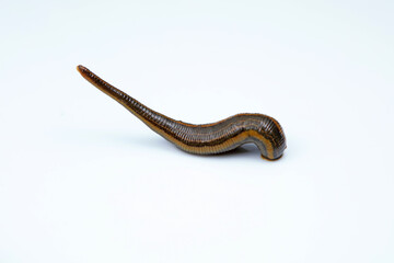 Leeches on a white background