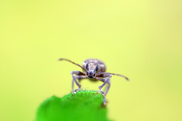 Weevil on wild plants, North China