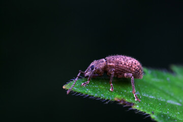 Weevil on wild plants, North China
