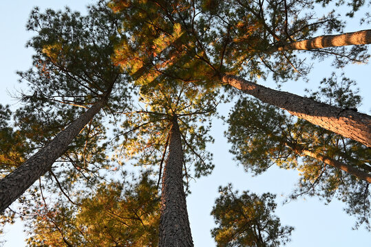 Looking up at Loblolly yellow pines in North Carolina