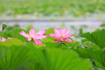 Beautiful lotus in the pond, North China