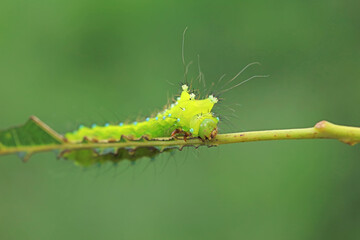 Lepidoptera larvae in the wild, North China